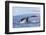 Humpback Whale, whale Watching off Maui, Hawaii, USA-Stuart Westmorland-Framed Photographic Print