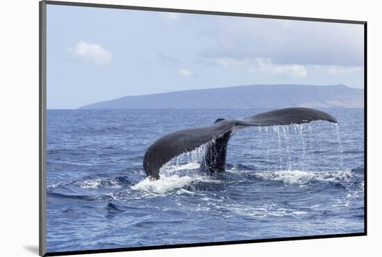 Humpback Whale, whale Watching off Maui, Hawaii, USA-Stuart Westmorland-Mounted Photographic Print