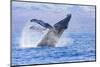 Humpback Whale, whale Watching off Maui, Hawaii, USA-Stuart Westmorland-Mounted Photographic Print