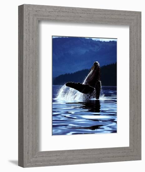 Humpback Whale-Art Wolfe-Framed Art Print