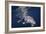 Humpback Whale-Barathieu Gabriel-Framed Giclee Print