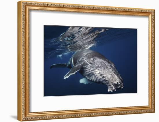 Humpback Whale-Barathieu Gabriel-Framed Giclee Print