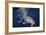 Humpback Whale-Barathieu Gabriel-Framed Giclee Print