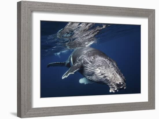 Humpback Whale-Barathieu Gabriel-Framed Giclee Print