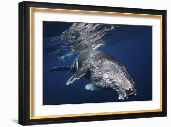 Humpback Whale-Barathieu Gabriel-Framed Giclee Print