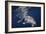 Humpback Whale-Barathieu Gabriel-Framed Giclee Print