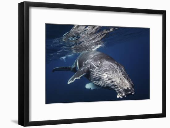 Humpback Whale-Barathieu Gabriel-Framed Giclee Print