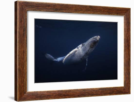 Humpback Whale-Barathieu Gabriel-Framed Giclee Print