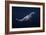 Humpback Whale-Barathieu Gabriel-Framed Giclee Print