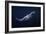 Humpback Whale-Barathieu Gabriel-Framed Giclee Print