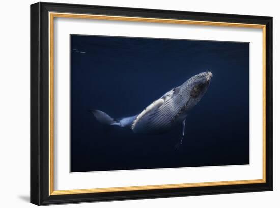 Humpback Whale-Barathieu Gabriel-Framed Giclee Print