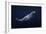 Humpback Whale-Barathieu Gabriel-Framed Giclee Print