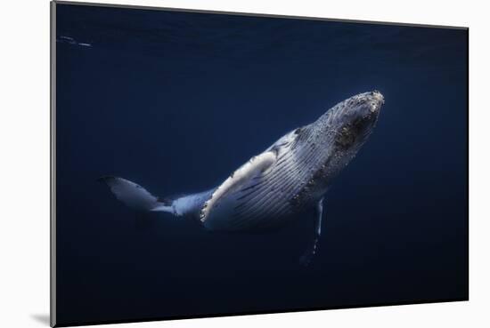 Humpback Whale-Barathieu Gabriel-Mounted Giclee Print