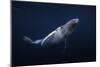 Humpback Whale-Barathieu Gabriel-Mounted Giclee Print