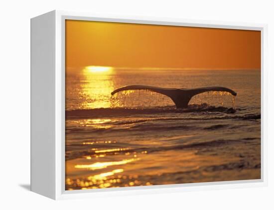 Humpback Whale-Amos Nachoum-Framed Premier Image Canvas