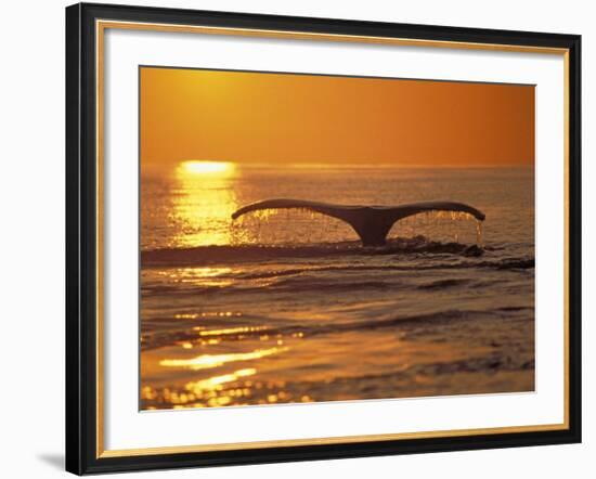 Humpback Whale-Amos Nachoum-Framed Photographic Print