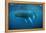 Humpback Whale-Reinhard Dirscherl-Framed Premier Image Canvas