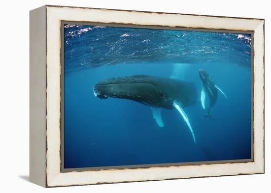 Humpback Whale-Reinhard Dirscherl-Framed Premier Image Canvas