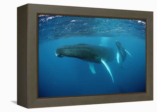 Humpback Whale-Reinhard Dirscherl-Framed Premier Image Canvas
