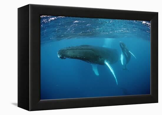 Humpback Whale-Reinhard Dirscherl-Framed Premier Image Canvas