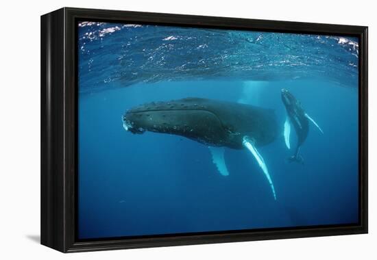 Humpback Whale-Reinhard Dirscherl-Framed Premier Image Canvas