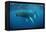 Humpback Whale-Reinhard Dirscherl-Framed Premier Image Canvas