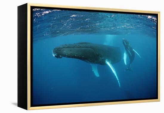 Humpback Whale-Reinhard Dirscherl-Framed Premier Image Canvas