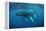 Humpback Whale-Reinhard Dirscherl-Framed Premier Image Canvas