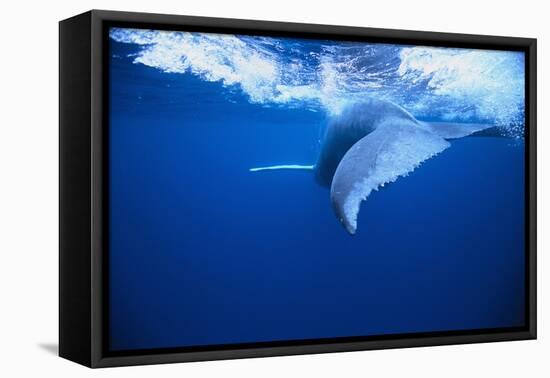 Humpback Whale-DLILLC-Framed Premier Image Canvas