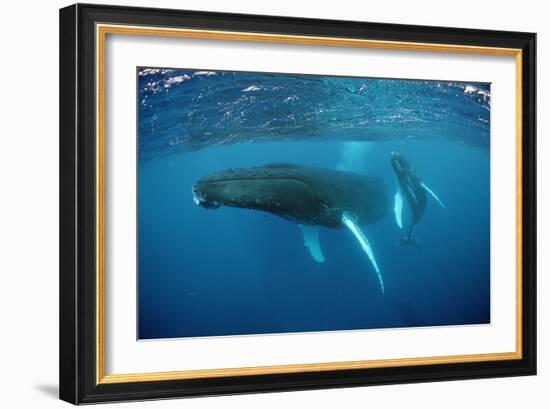 Humpback Whale-Reinhard Dirscherl-Framed Photographic Print