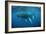 Humpback Whale-Reinhard Dirscherl-Framed Photographic Print