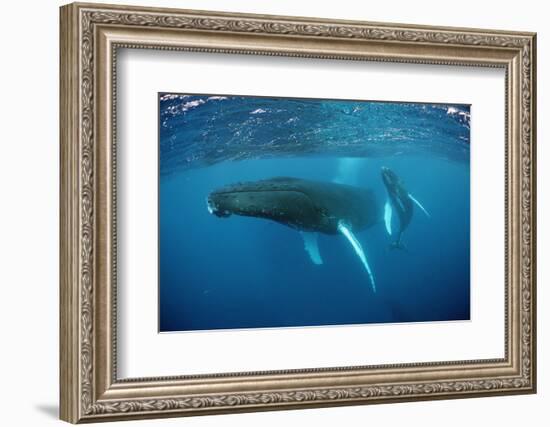 Humpback Whale-Reinhard Dirscherl-Framed Photographic Print