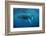 Humpback Whale-Reinhard Dirscherl-Framed Photographic Print