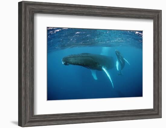 Humpback Whale-Reinhard Dirscherl-Framed Photographic Print