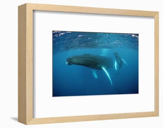 Humpback Whale-Reinhard Dirscherl-Framed Photographic Print