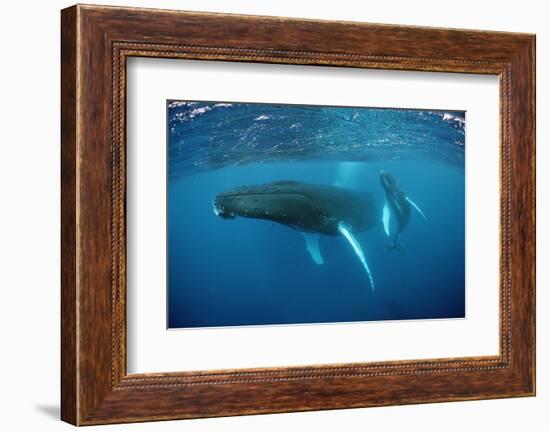 Humpback Whale-Reinhard Dirscherl-Framed Photographic Print