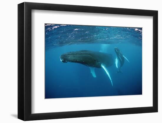 Humpback Whale-Reinhard Dirscherl-Framed Photographic Print