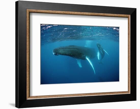 Humpback Whale-Reinhard Dirscherl-Framed Photographic Print