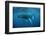 Humpback Whale-Reinhard Dirscherl-Framed Photographic Print