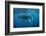 Humpback Whale-Reinhard Dirscherl-Framed Photographic Print