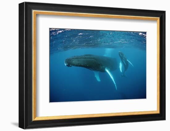 Humpback Whale-Reinhard Dirscherl-Framed Photographic Print