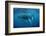 Humpback Whale-Reinhard Dirscherl-Framed Photographic Print