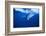 Humpback Whale-DLILLC-Framed Photographic Print