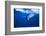 Humpback Whale-DLILLC-Framed Photographic Print