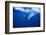 Humpback Whale-DLILLC-Framed Photographic Print