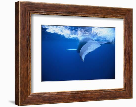 Humpback Whale-DLILLC-Framed Photographic Print