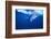 Humpback Whale-DLILLC-Framed Photographic Print