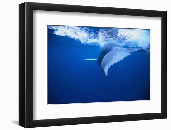 Humpback Whale-DLILLC-Framed Photographic Print