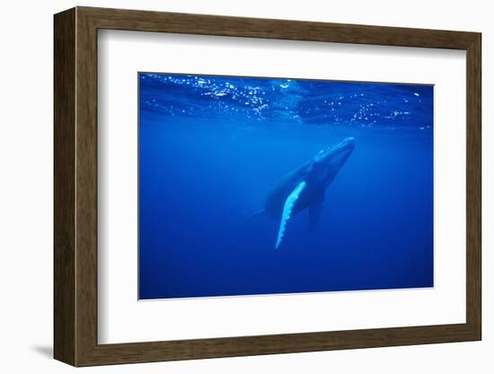 Humpback Whale-DLILLC-Framed Photographic Print