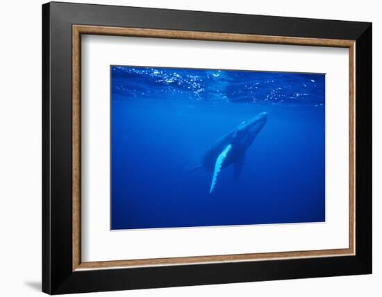 Humpback Whale-DLILLC-Framed Photographic Print